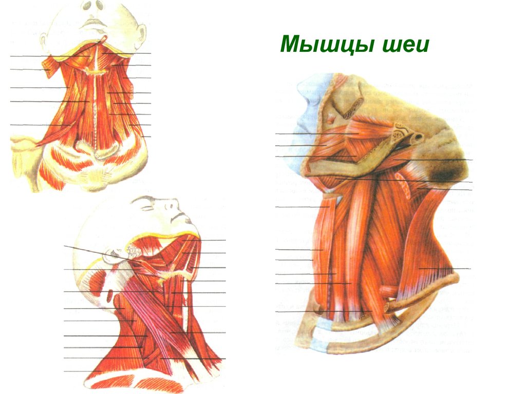 Глубокие мышцы шеи анатомия атлас