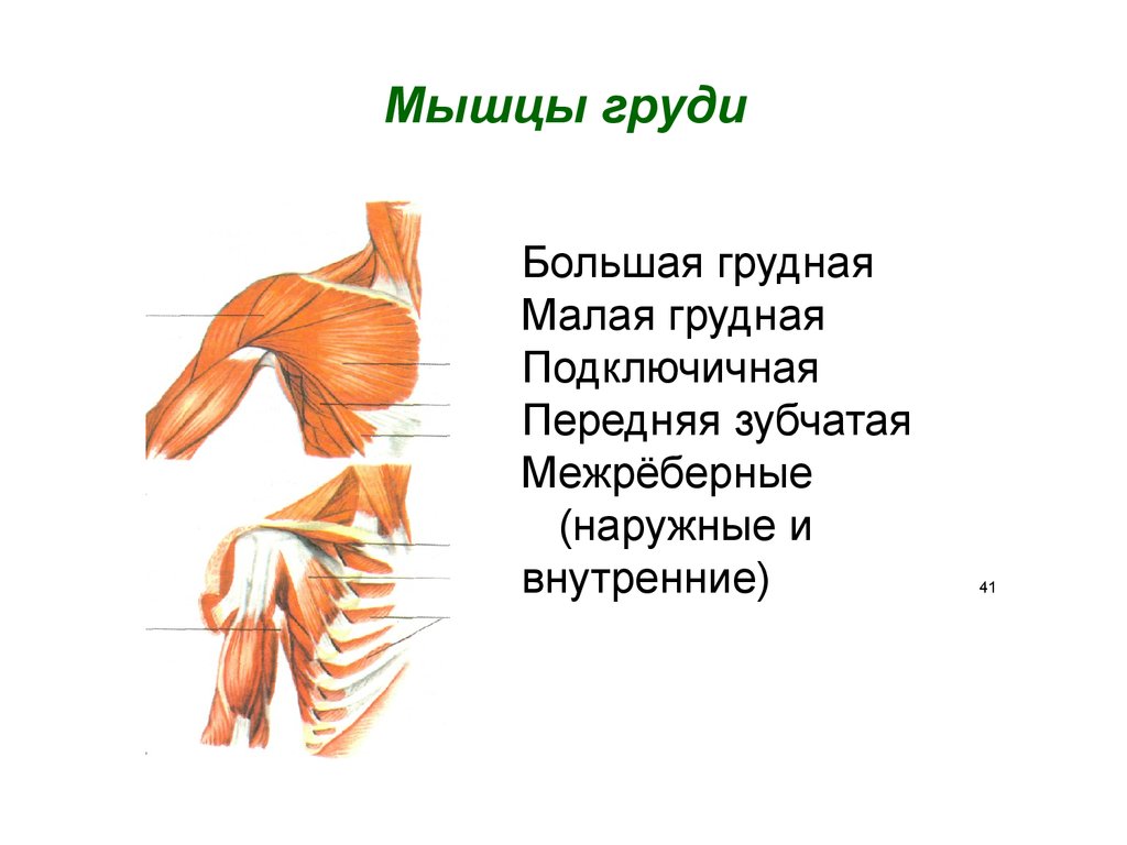 Мышцы груди схема