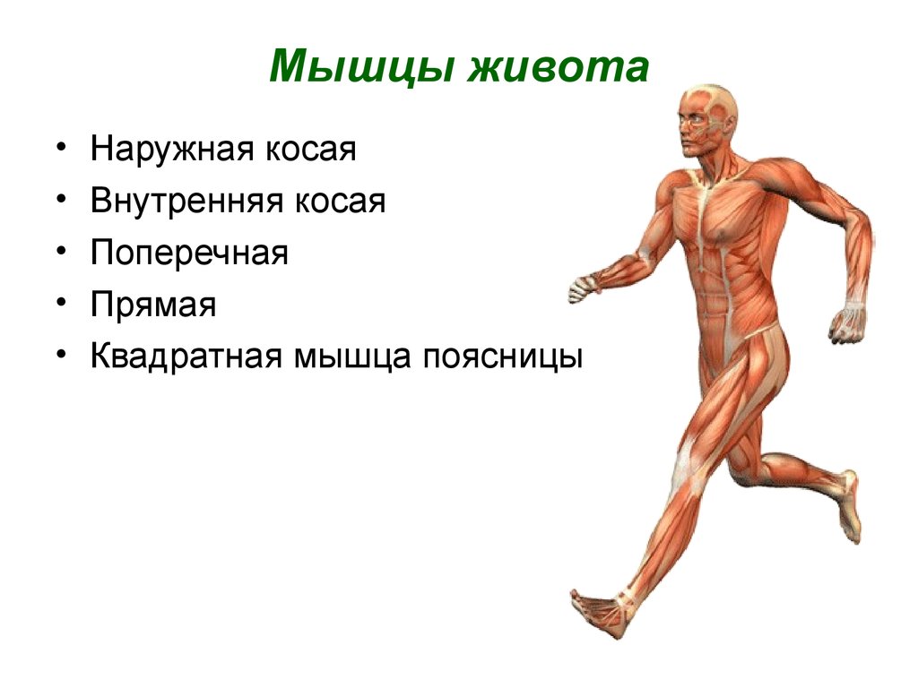 Функция каждой мышцы. Опорно-двигательная система человека. Мышечная система живота. Квадратная мышца живота. Квадратная мышца живота функции.