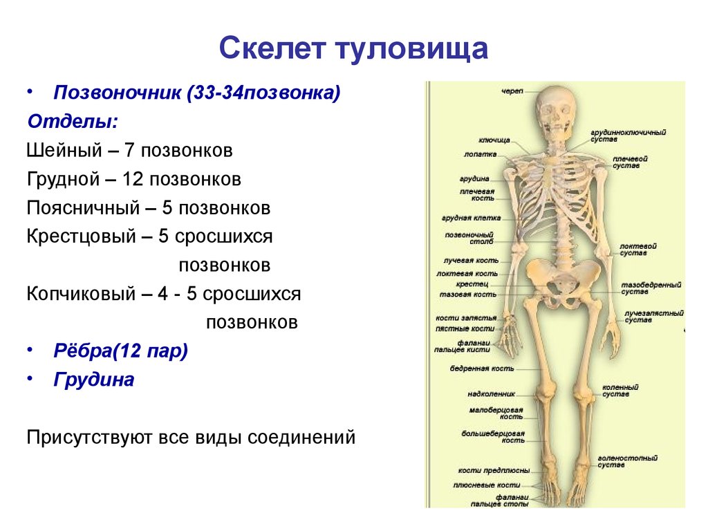 Сколько отделов скелета. Кости составляющие скелет туловища. Анатомия опорно двигательная система скелет. Функции костей скелета туловища. Скелет туловища человека анатомия.