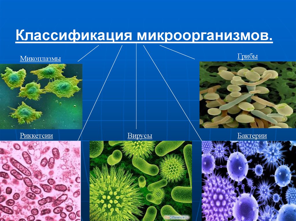 Какие микроорганизмы существуют. Классификация бактерий. Классификация микроорганизмов. Бактерии вирусы простейшие. Классификация микробов микробиология.
