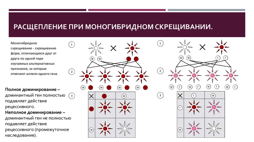 Моногибридное неполное доминирование. Расщепление при моногибридном скрещивании. Скрещивание форм отличающихся друг от друга по одной. При моногибридном скрещивании. Моногибридное скрещивание при полном доминировании.