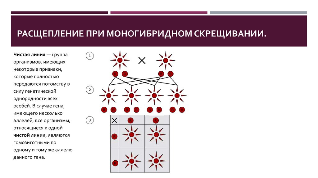 Моногибридное скрещивание какое расщепление