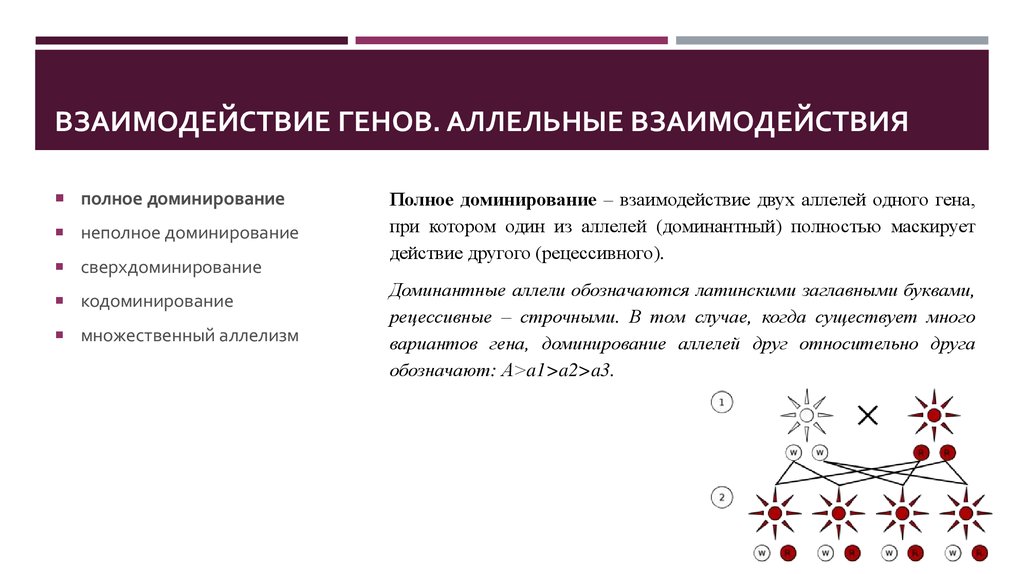 Множественное доминирование. Взаимодействие аллельных генов неполное доминирование. Взаимодействие аллельных генов полное доминирование. Взаимодействие аллельных генов полное доминирование таблица. Взаимодействие аллелей одного Гена.