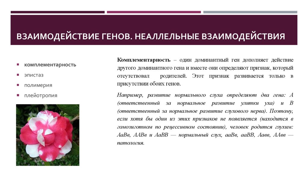 Взаимодействие неаллельных генов презентация 10 класс профильный уровень