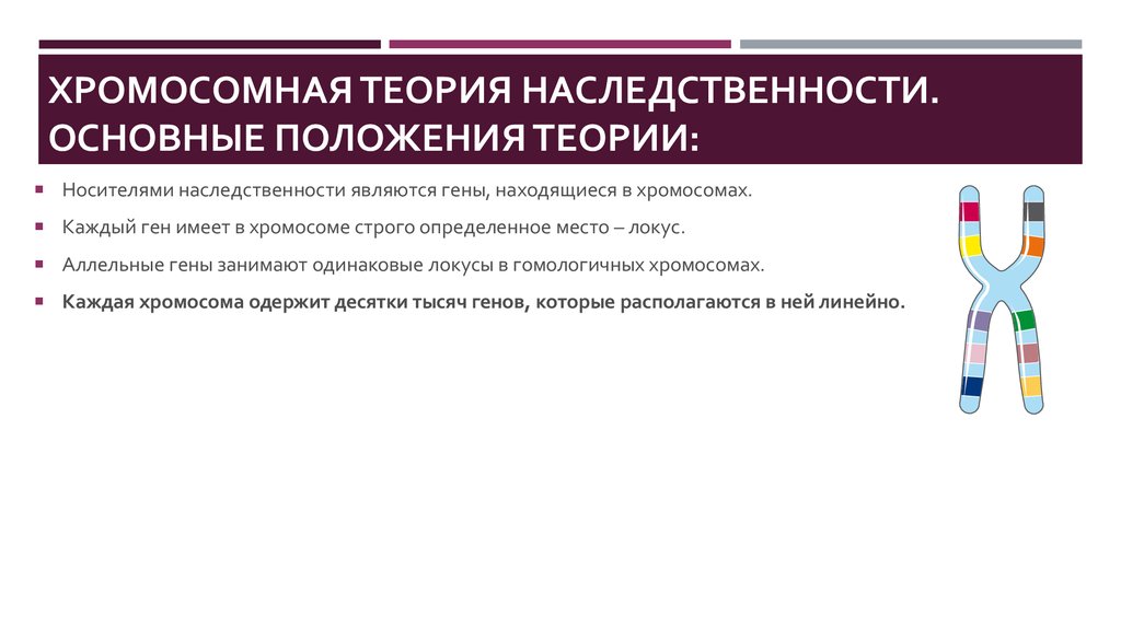 Теория наследственности. 1. Хромосомная теория наследственности.. Положения теории наследственности. Генная теория наследственности.