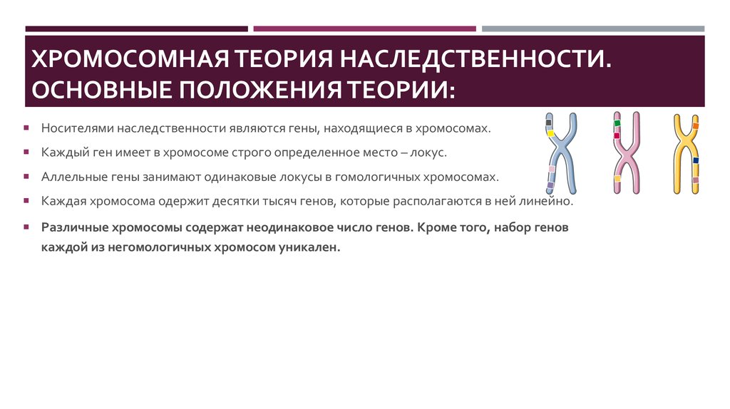 Положениями хромосомной теории наследственности является. Основные положения современной хромосомной теории наследственности. Хромомосмная теория наследственности. Хромосомная теория наследственности генетика пола. Положения теории хромосомной теории.