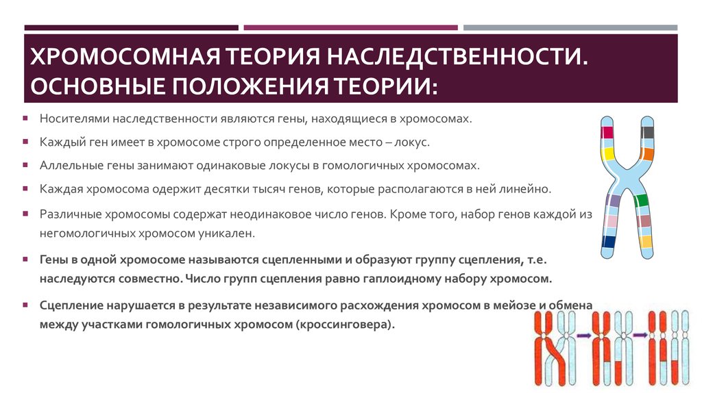 Аллельные гены расположены в одной хромосоме. Теория Томаса Моргана генетика. 1. Хромосомная теория наследственности.. Т. Морган создал хромосомную теорию наследственности в. 14. Т.Морган и хромосомная теория наследственности.