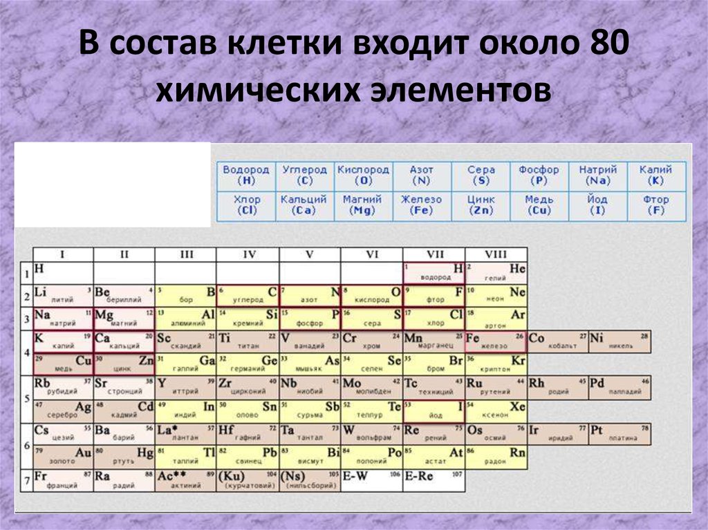 Какие элементы входят состав клетки