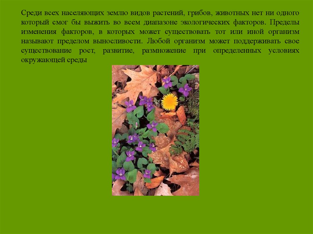 Наука о видах растений. Геоботаника растений. Геоботаника изучает. Геоботаника это наука изучающая. Наука геоботаника растений методы.