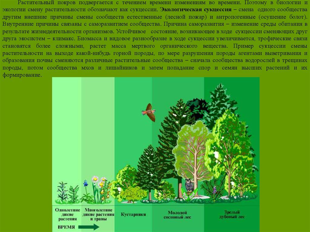 Растительные сообщества и растительный покров. Растительный Покров. Экологическая сукцессия. Геоботаника растений. Растительный Покров это кратко.