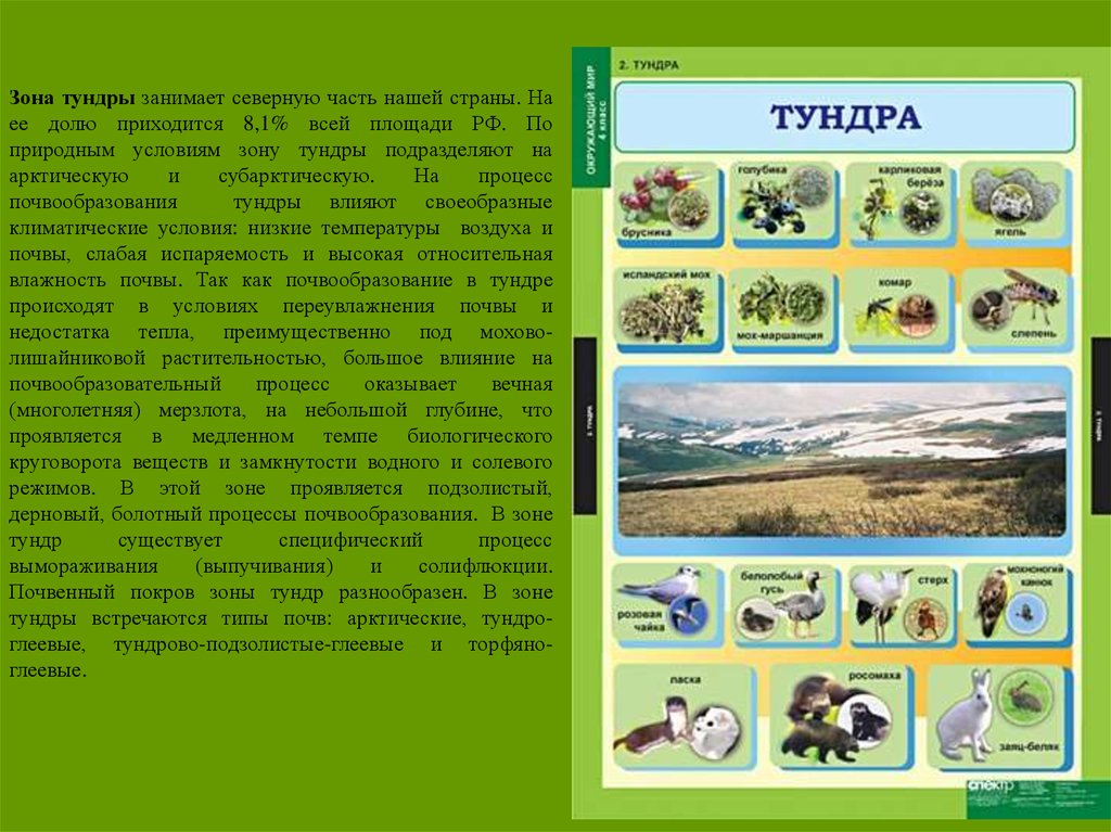 Взаимосвязи в природе тундры. Взаимосвязь природных компонентов тундры. Взаимосвязь компонентов природы в зоне тундр. Взаимосвязь в природной зоне тундры. Взаимосвязь компонентов природы в тундре.