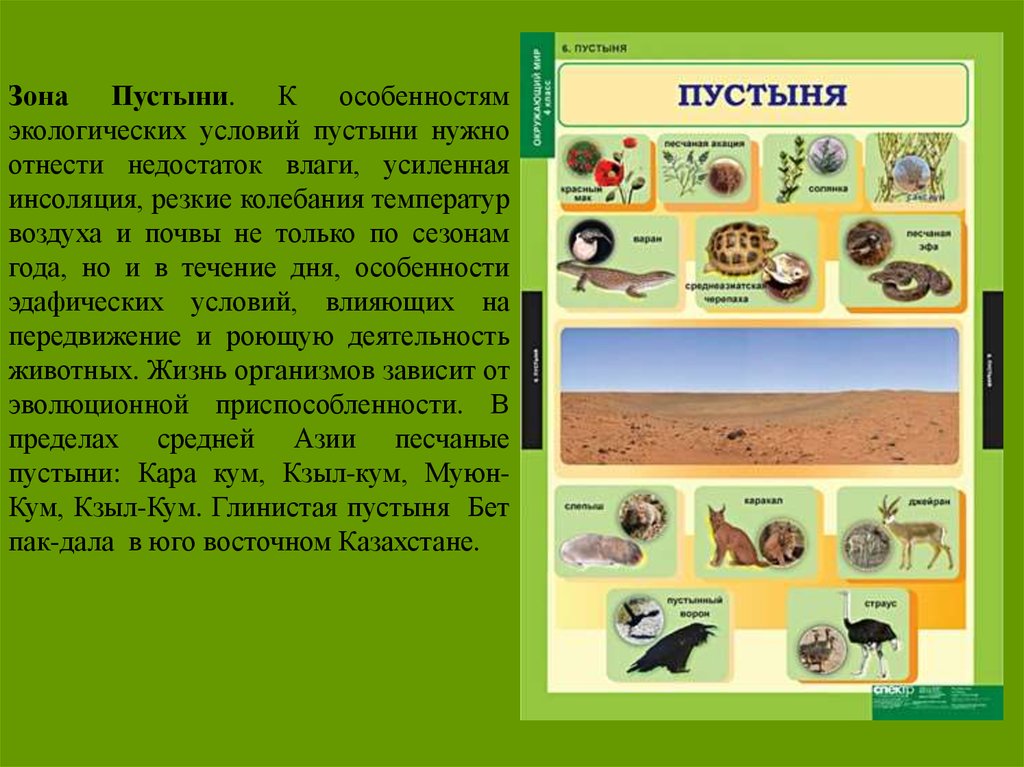 Условия в пустыне. Особенности экологии пустынь. Экологические особенности пустыни. Экологические связи в зоне пустынь. Условия пустыни.