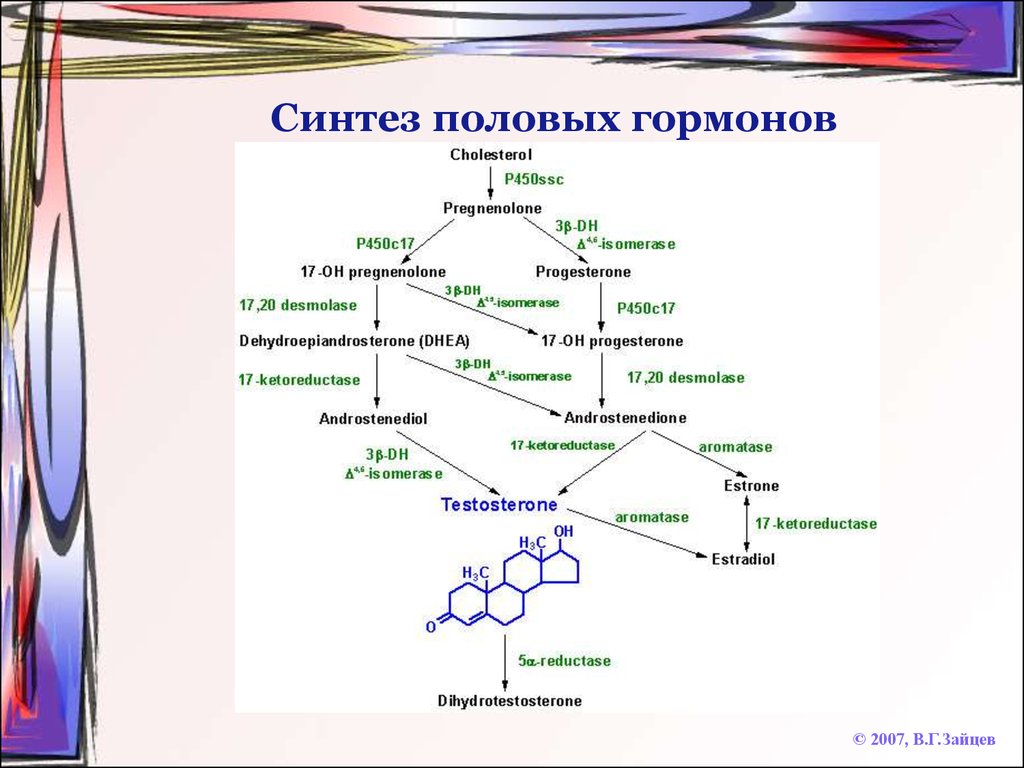 Синтез гормонов происходит. Схема синтеза стероидных гормонов биохимия. Синтез стероидных гормонов биохимия. Схема синтеза половых гормонов. Этапы синтеза стероидных гормонов биохимия.