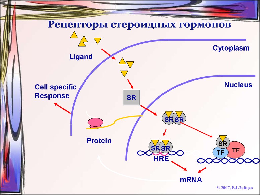 Рецепторы гормонов. Топография рецепторов стероидных гормонов. Рецепторы белково-пептидных гормонов. Внутриклеточные рецепторы стероидных гормонов. Рецептор стероидных гормонов биохимия.