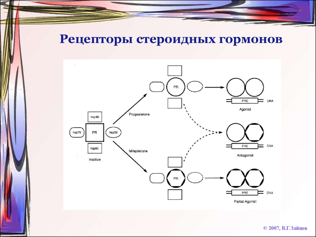 Рецепторы гормонов. Рецепторы гормонов биохимия строение. Рецепторные комплексы стероидных гормонов. Строение рецепторов гормонов. Типы рецепторов гормонов.