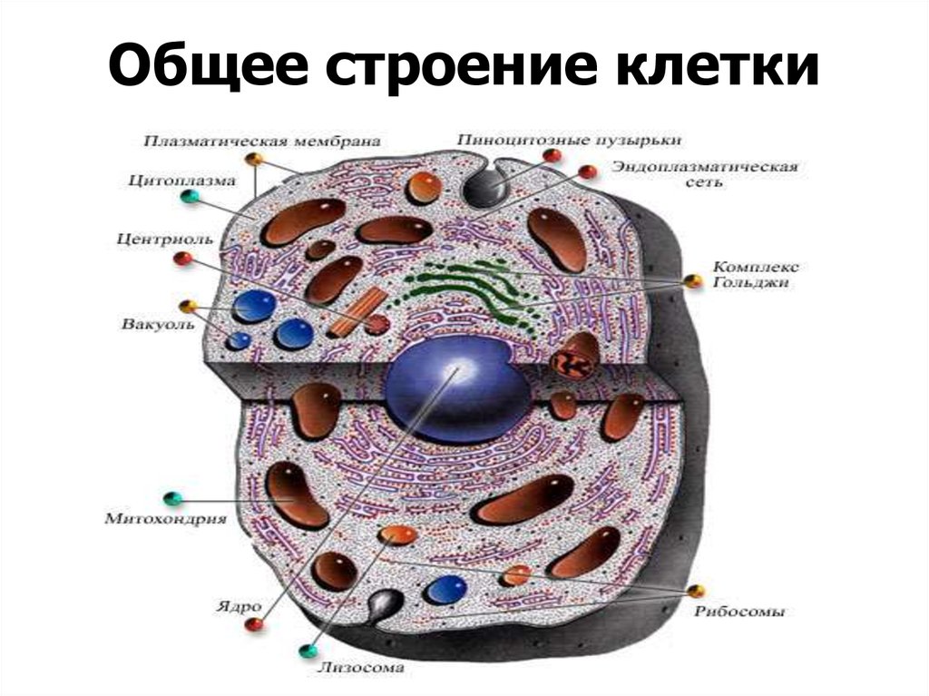Клетка живого схема. Строение клетки человека рисунок. Строение человеческой клетки. Строение животной клетки ЕГЭ биология. Картинки строение человеческой клетки.