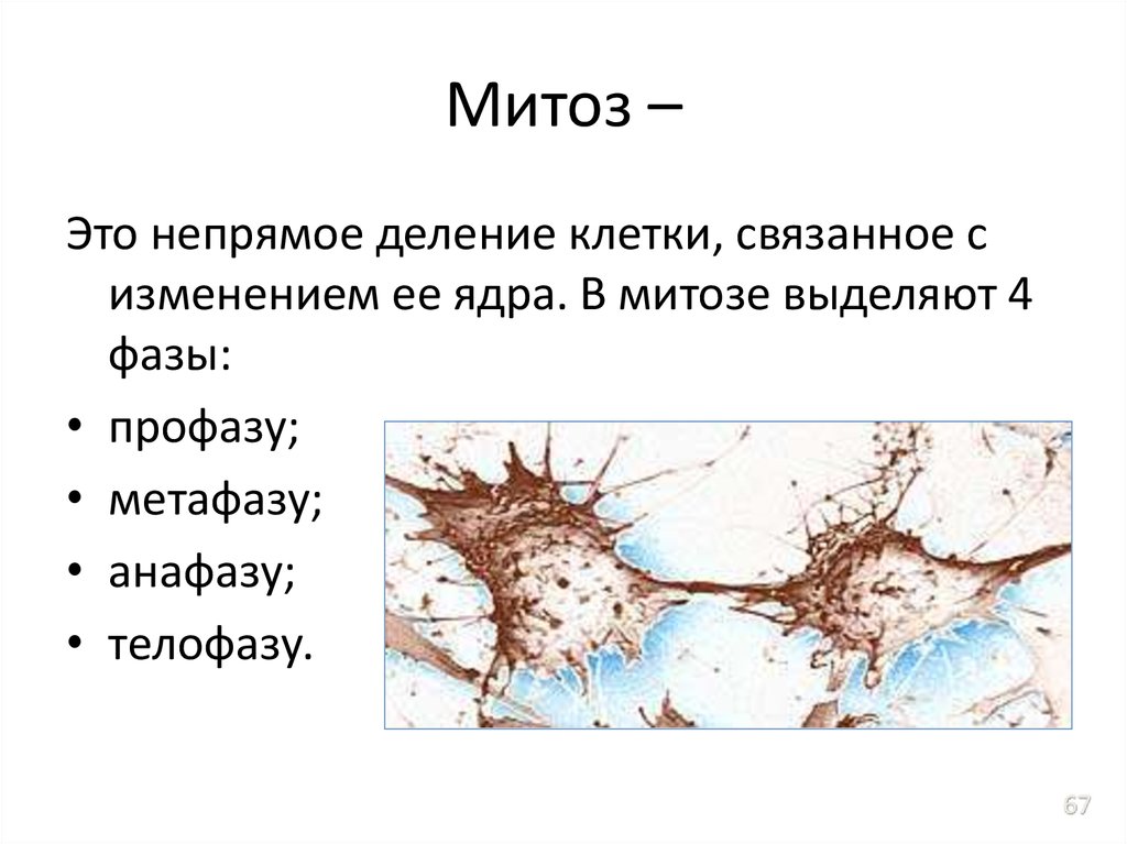 Деление нервных клеток. Непрямое деление. Клетки связаны. Нейрон деление митозом. Прямое и Непрямое деление клетки.