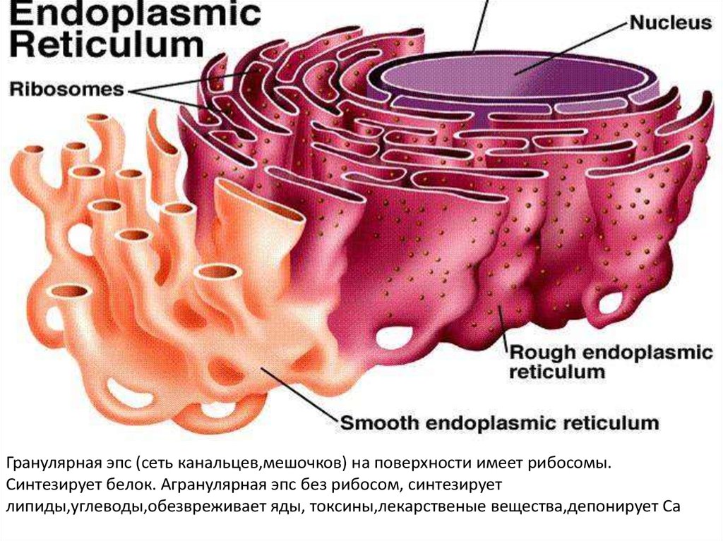 Белковые канальцы. Фибробласты эндоплазматический ретикулум. Белки эндоплазматической мембраны. Гранулярная и агранулярная эндоплазматическая сеть. Гранулярная эндоплазматическая сеть структура.