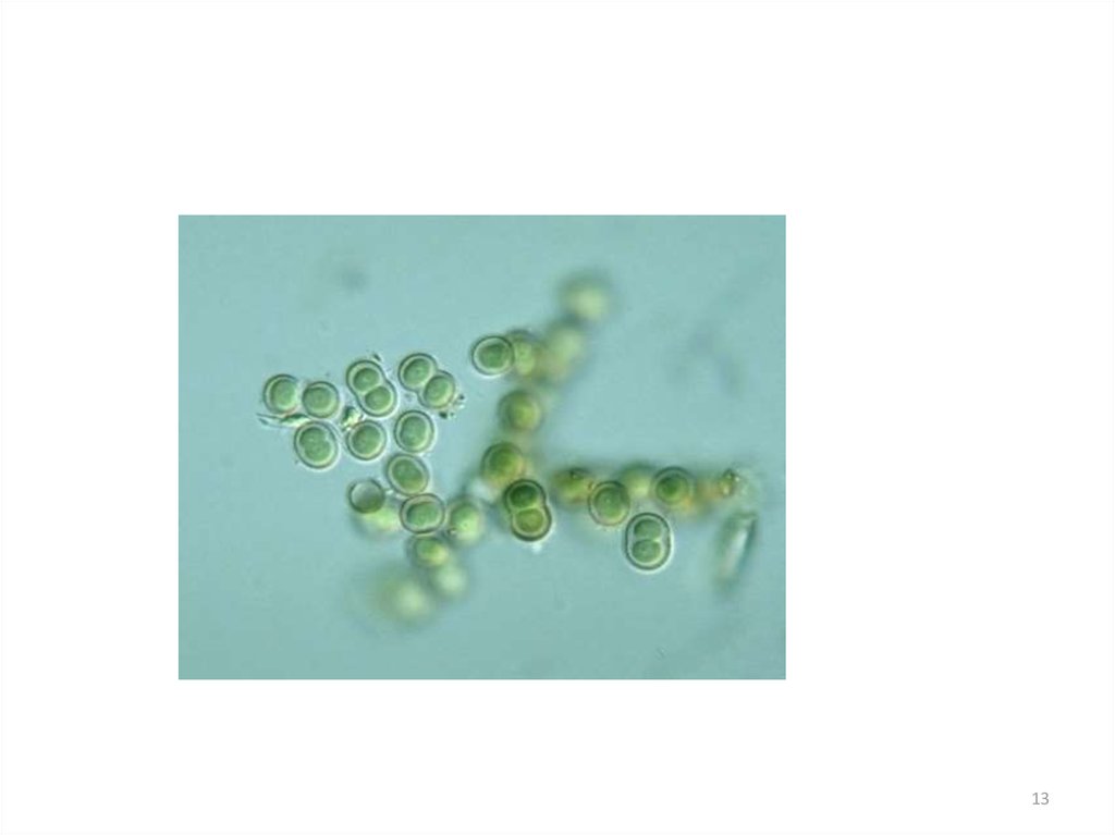 Глеокапса водоросль. Лабораторная работа по сине зеленым водорослям. Глеокапса. Род Myrmecia зеленые водоросли.