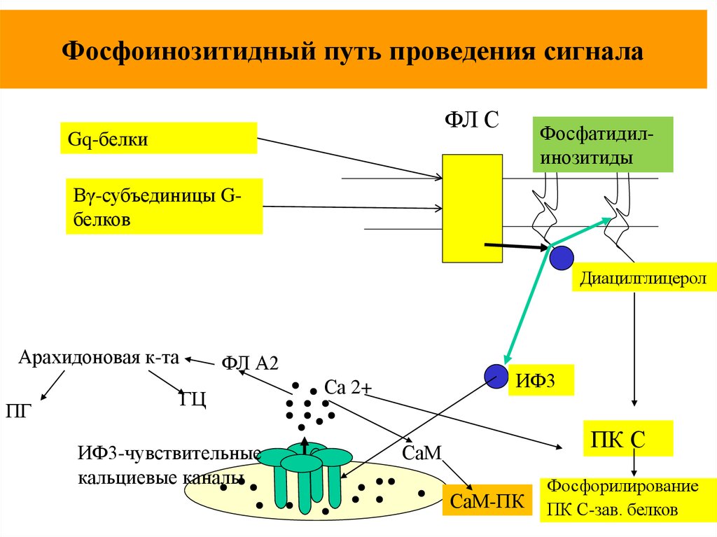 Путь осуществления. Инозитолфосфатного механизма передачи сигнала схема. Фосфоиназитивный механизм передачи сигнала. Фосфатидилинозитольный путь передачи сигнала. Фосфоинозитидный путь передачи сигнала.