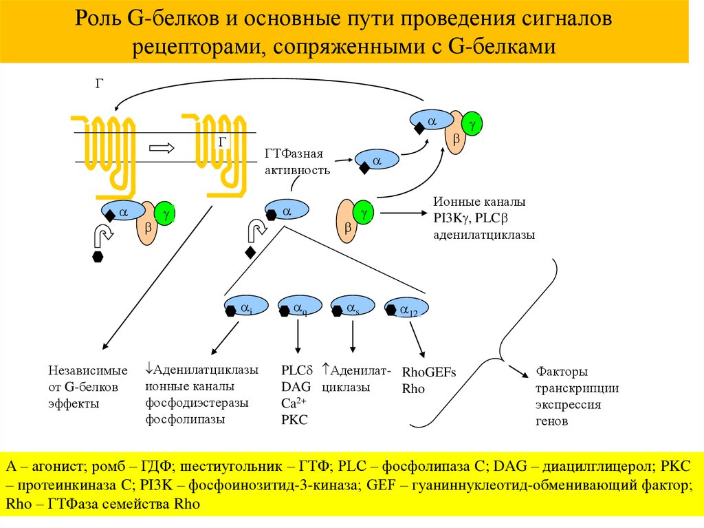 Клеточную локализацию ретиноидных рецепторов. Фосфоинозитид-3-киназа. Протеинкиназа g. ГТФ киназа. ГТФАЗЫ.