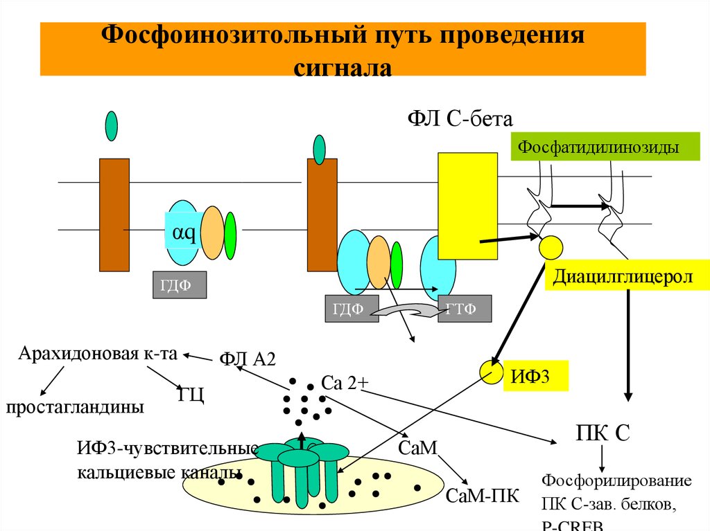 Путь проведения. Инозитолфосфатного механизма передачи сигнала схема. Фосфоинозитидный путь передачи сигнала схема. Фосфатидилинозитольный путь передачи сигнала схема. Фосфоинозитольный путь.