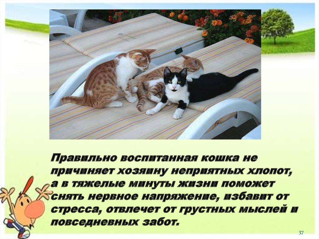 Кошки презентация 1 класс