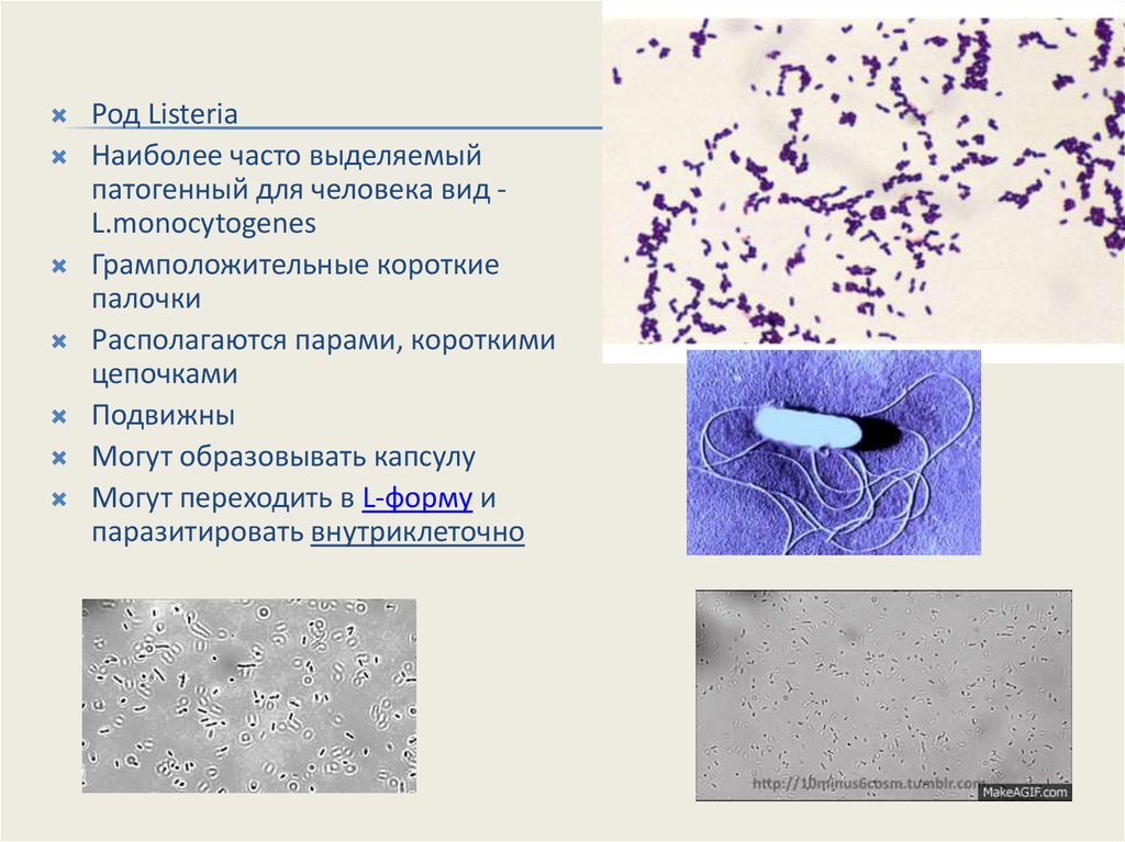 Часто выделяемый. Род листерия. Listeria monocytogenes факторы патогенности. Короткие грамположительные палочки. Грамположительные листерии.