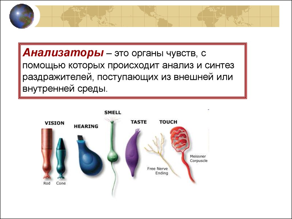 Анализаторы егэ биология презентация