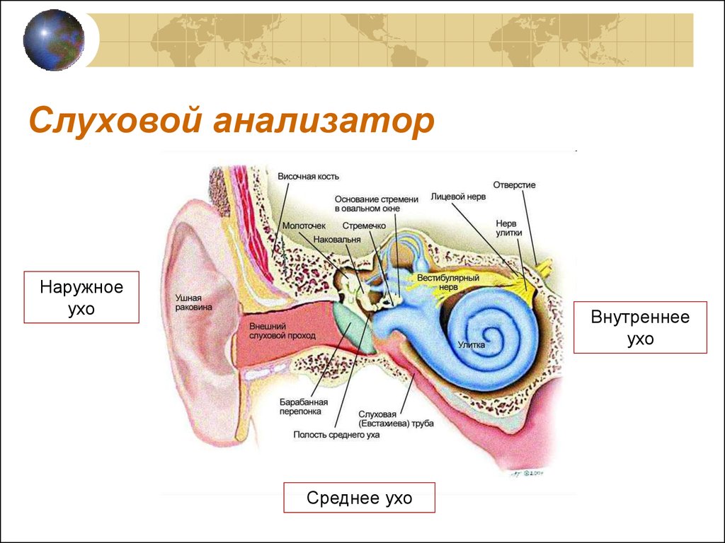 Чувствительный орган слуха. Строение строение слухового анализатора. Строение слухового анализатора анатомия. Отделы слухового анализатора физиология. Отделы дистальной части слухового анализатора.
