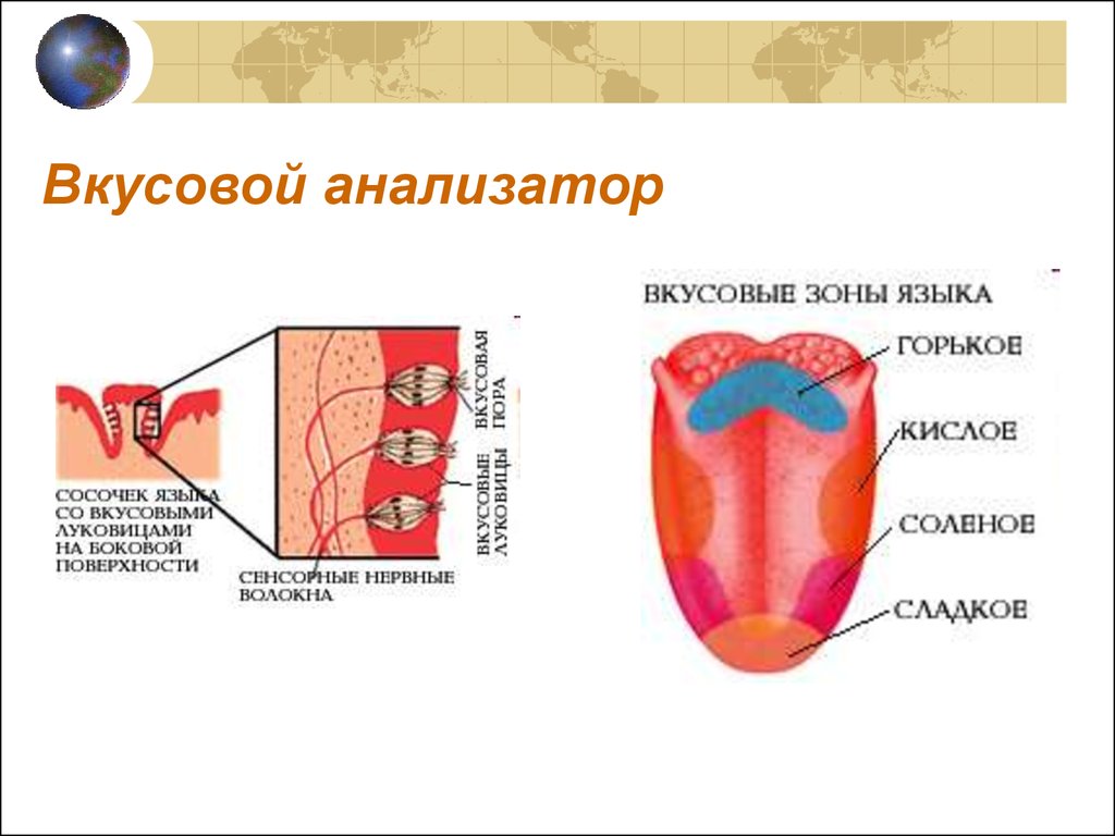 Схема вкусового анализатора анатомия