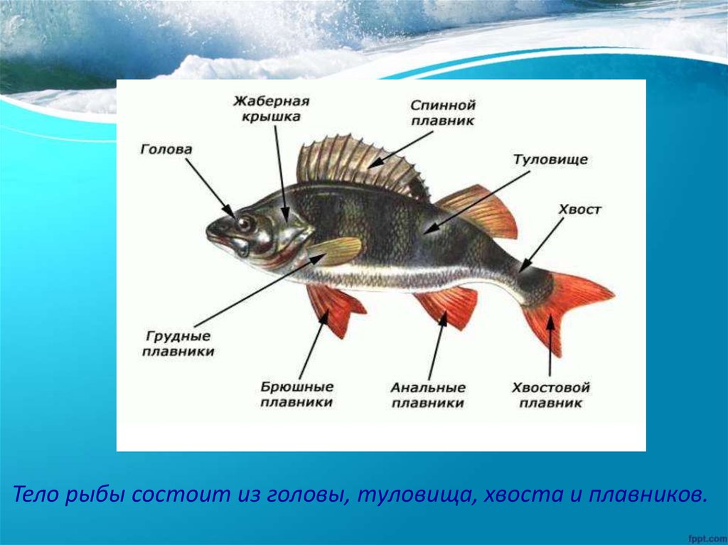 Класс рыбы плавники. Надкласс рыбы строение. Виды плавников у рыб. Тело рыбы состоит из. Тело рыбы состоит из отделов.