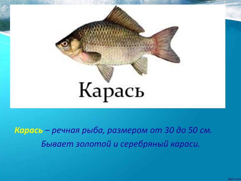 Рыбы презентация для детей. Карась презентация для детей. Пресноводные рыбы для детей с описанием. Информация о карасе. Картинки рыб с описанием.
