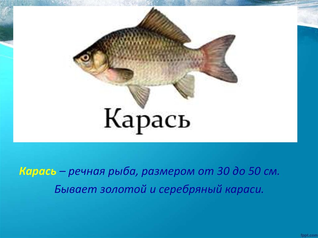 Класс рыб доклад. Карась презентация для детей. Презентация на тему речные рыбы. Картинки рыб с описанием. Презентация на тему карась.