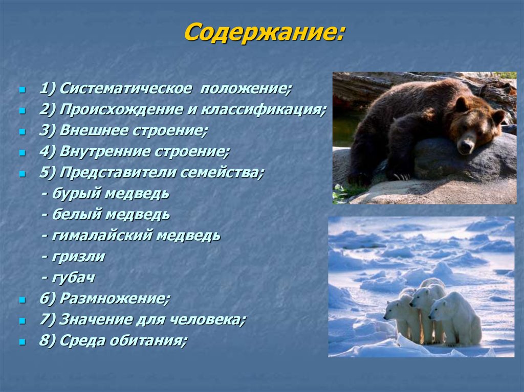 Приспособленность бурого медведя к среде обитания