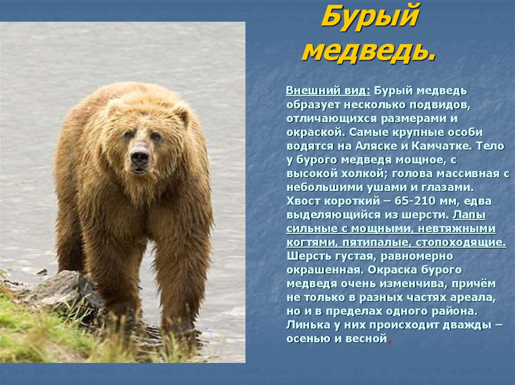 Камчатский бурый медведь описание картины 5 класс. Бурый медведь описание. Бурый медведьописпние. Бурый медведь презентация. Бурый медведь обитает.