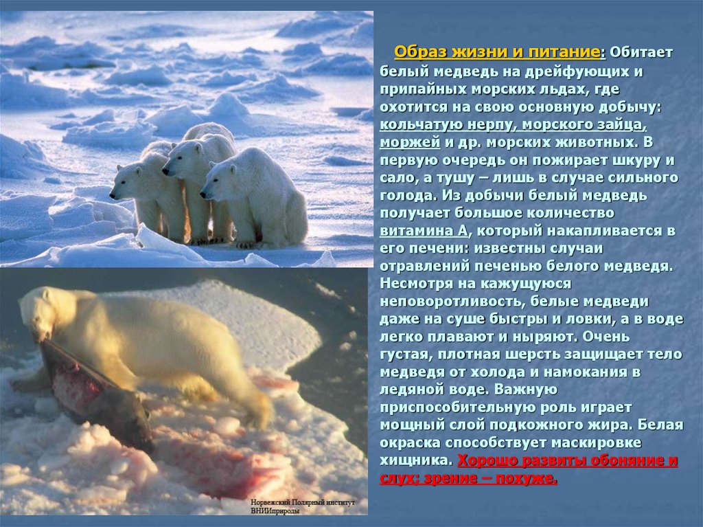 В какой среде обитает белый медведь. Белые медведи живут. Среда обитания белого медведя. Образ жизни и пинтаниебелого медведя. Белый медведь обитает.