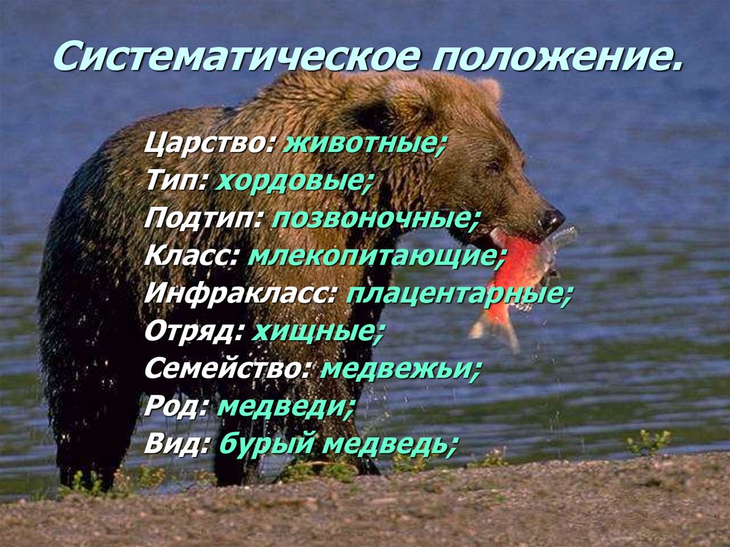 Систематическое положение животных