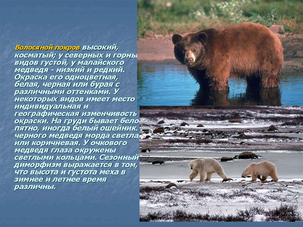В каких природных зонах живет бурый медведь. Семейство Медвежьи презентация. Покров тела бурого медведя. Семейство медведей презентация. Шерстяной Покров бурого медведя.