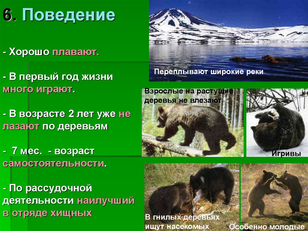 Медведь отряд млекопитающих