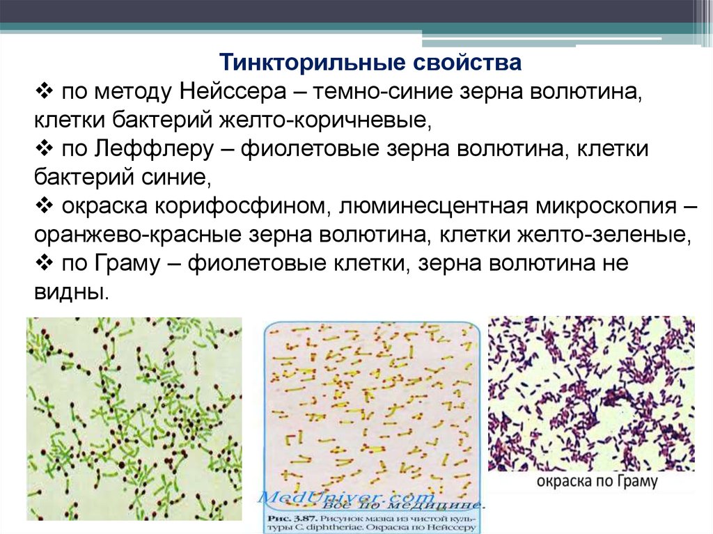 Клетка метод окраски. Окраска по Нейссеру методика микробиология. Зерна волютина окраска. Метод Нейссера и Леффлера. Зерна волютина окраска зерен волютина по Нейссеру.