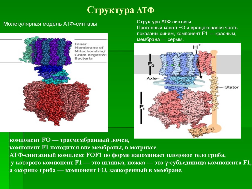 Атф поглощается. АТФ синтаза f1 f0. Комплекс митохондриальной АТФ синтазы. Протонная АТФ синтаза. Строение протонной АТФ-синтазы.