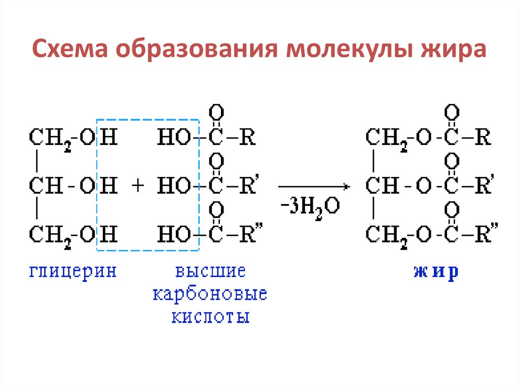 Гидролиз жиров стеариновая кислота. Реакция образования молекулы жира. Схема образования молекулы жира. Схемы реакций образования жиров. Схема образования жиров.