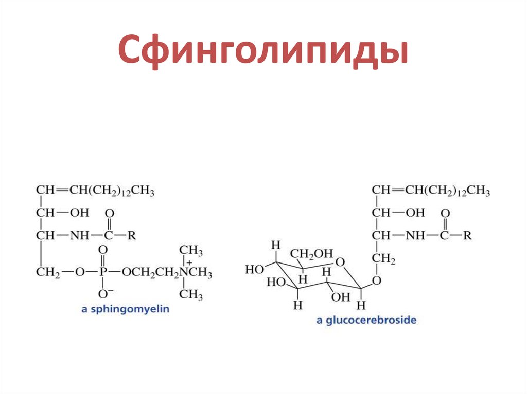 Структура глицерофосфатов и сфинголипидов. Сфинголипиды общая структурная формула. Структура сфинголипидов биохимия. Сфинголипиды химическое строение. Церамиды Сфинголипиды.