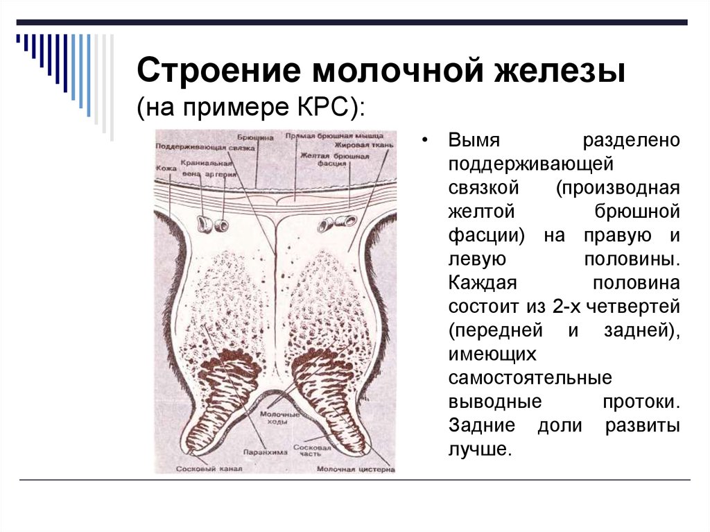 Анатомия молочной железы презентация