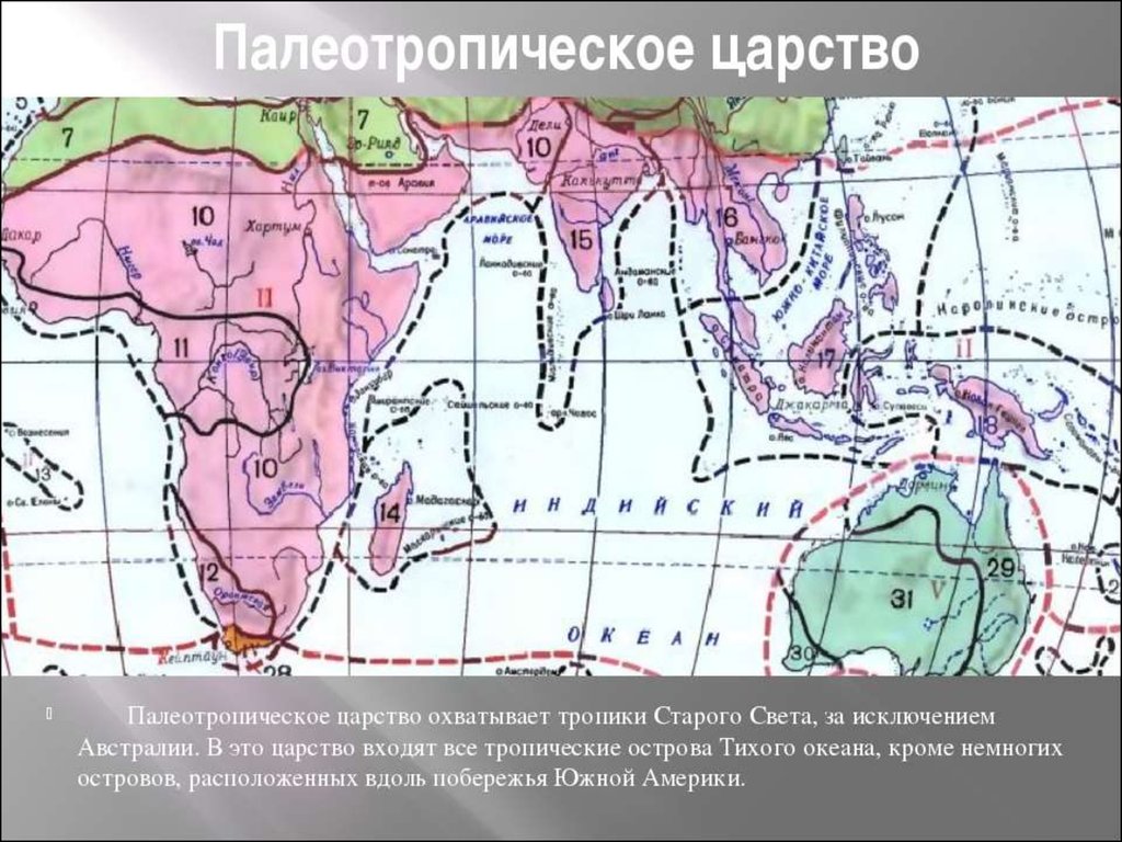 Палеотропическое флористическое царство презентация