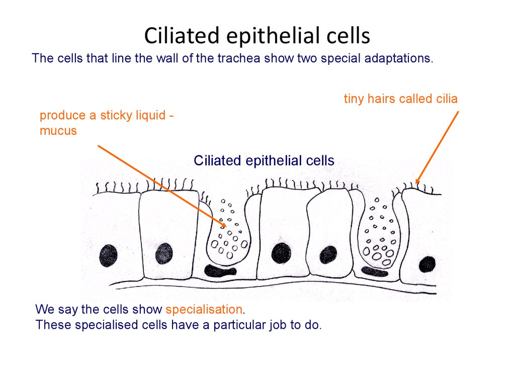 Ciliated epithelial cells