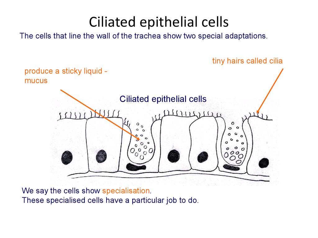 [DIAGRAM] Microscope Epithelial Cell Diagram - MYDIAGRAM.ONLINE