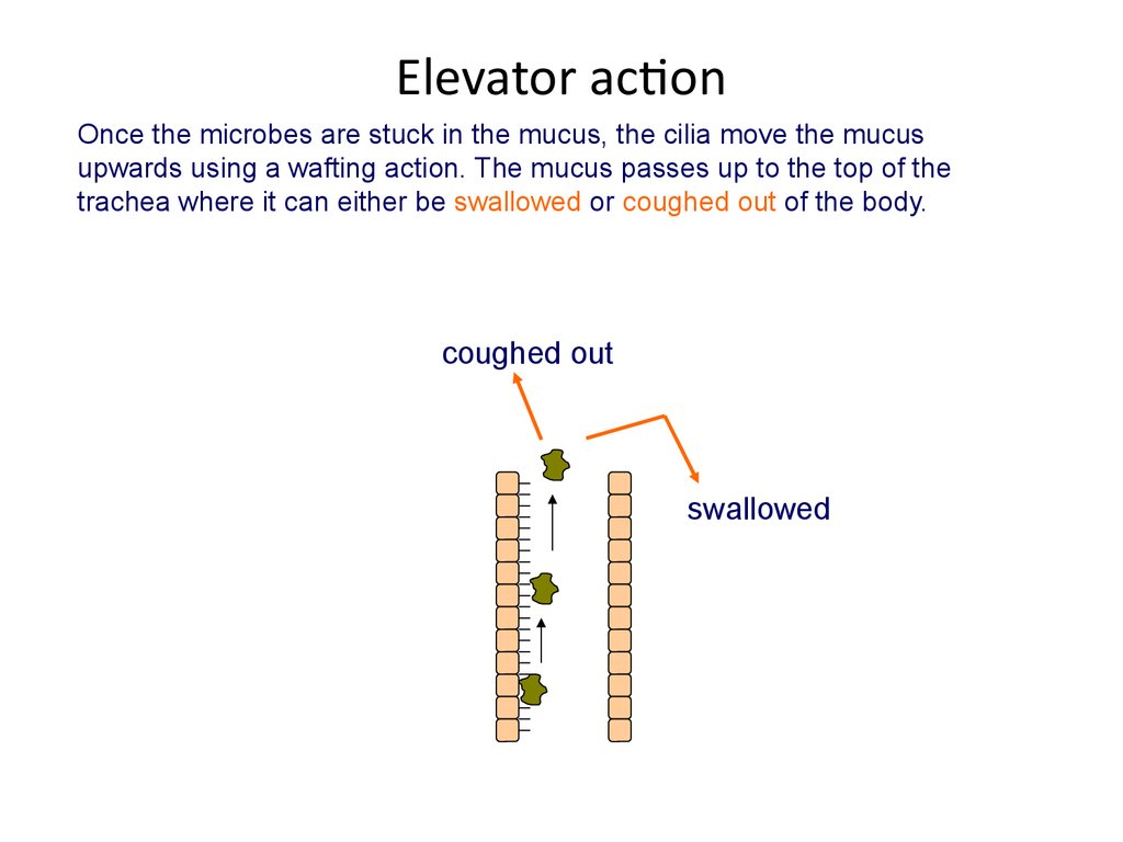 Elevator action